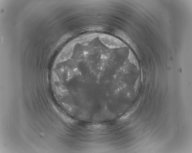 X0000070350253200607072045