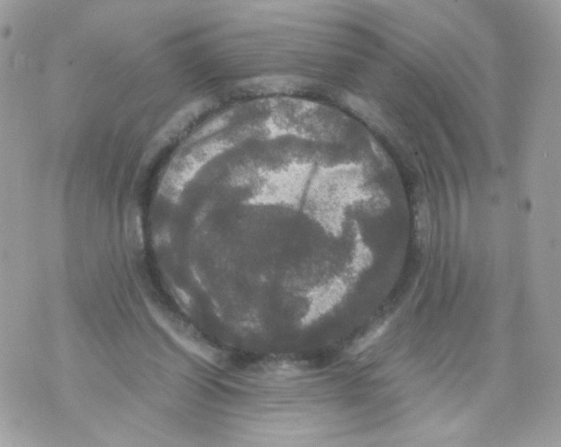 X0000070350254200607072045