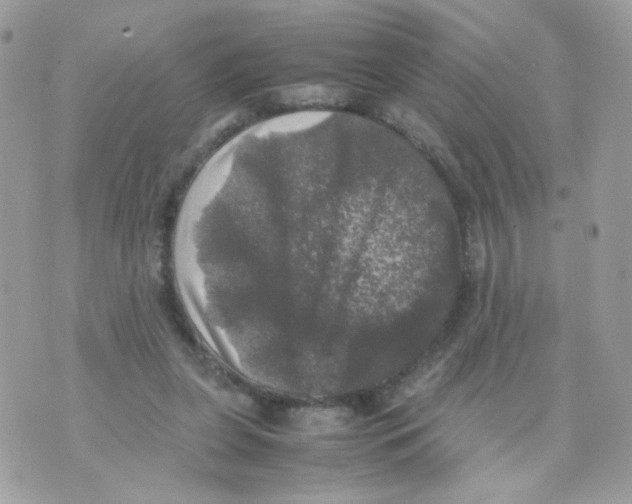 X0000070350255200607072045