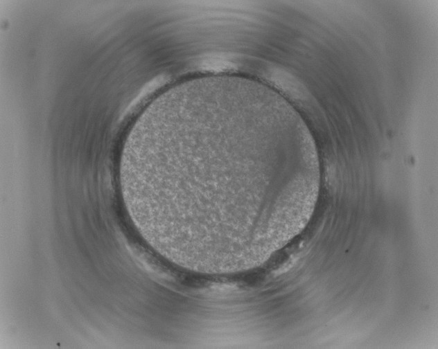 X0000070350256200607072045