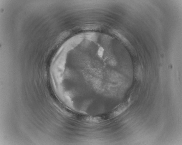 X0000070350261200607072045