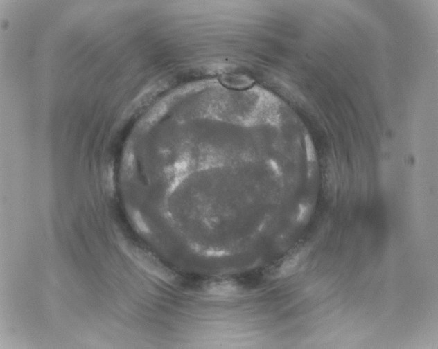 X0000070350262200607072045