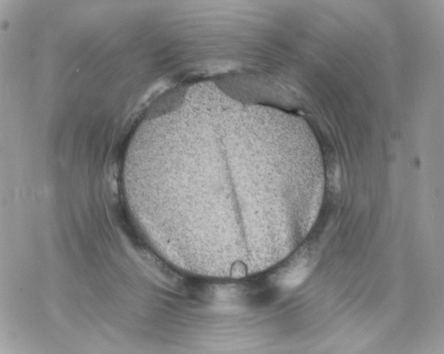 X0000070350264200607072045