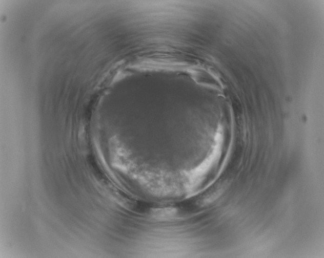 X0000070350266200607072045