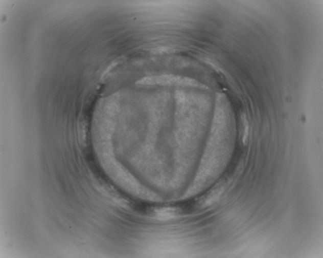 X0000070350268200607072045