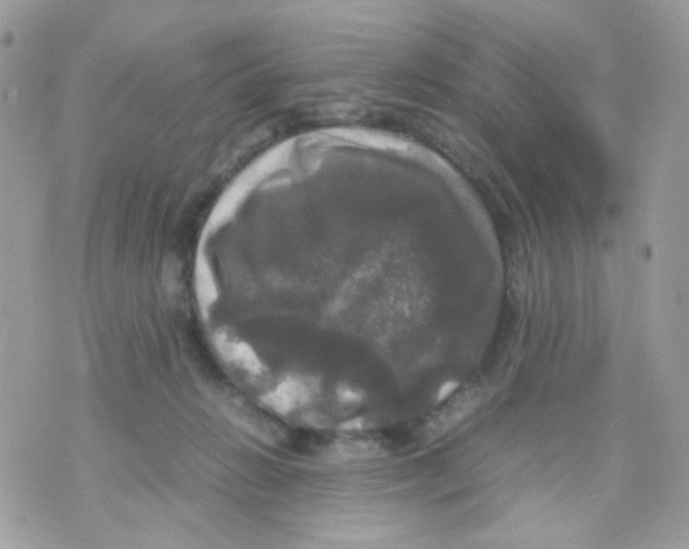 X0000070350270200607072045