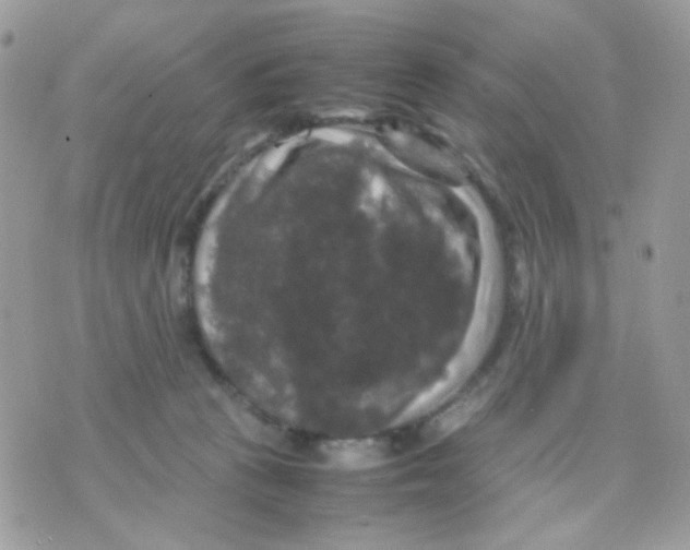 X0000070350273200607072046