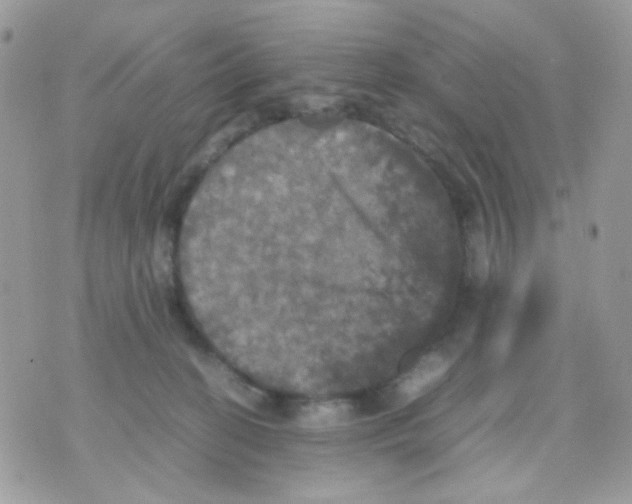 X0000070350274200607072046