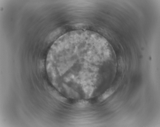 X0000070350278200607072046