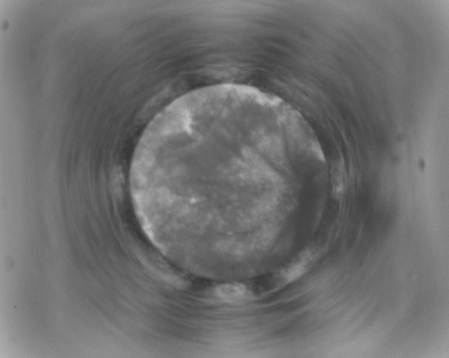 X0000070350279200607072046