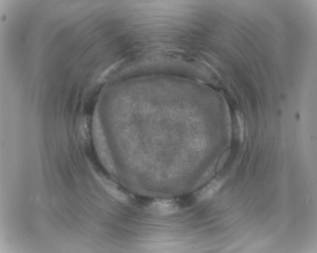 X0000070350280200607072046