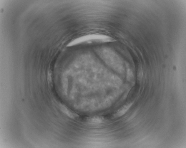 X0000070350282200607072046