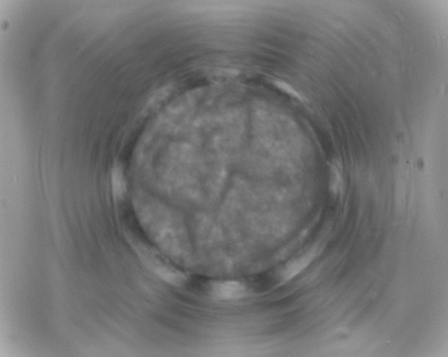 X0000070350287200607072046