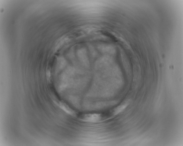 X0000070350288200607072046