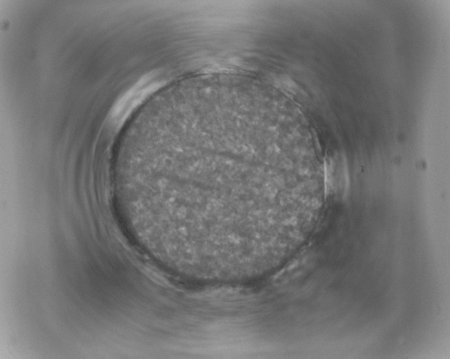 X0000070350291200607072045