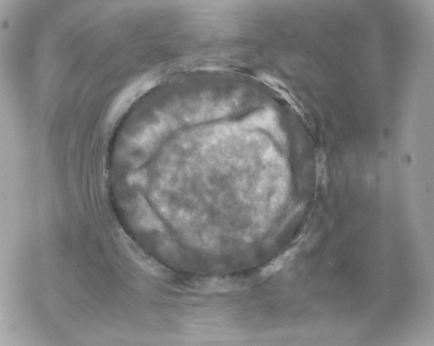 X0000070350293200607072045