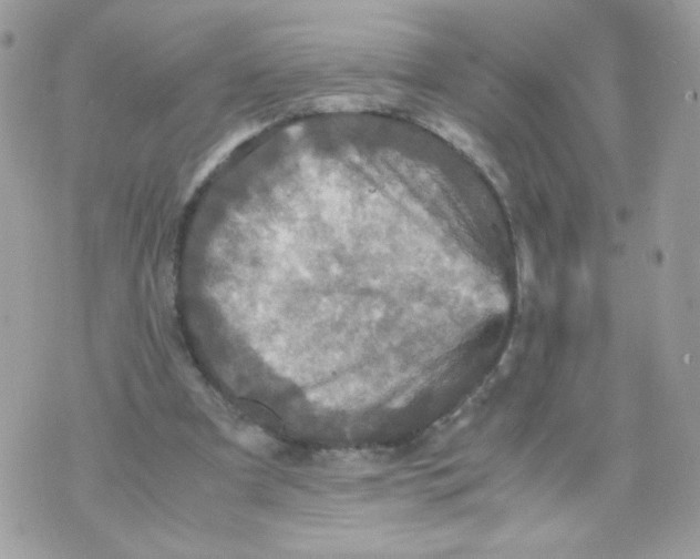 X0000070350297200607072045