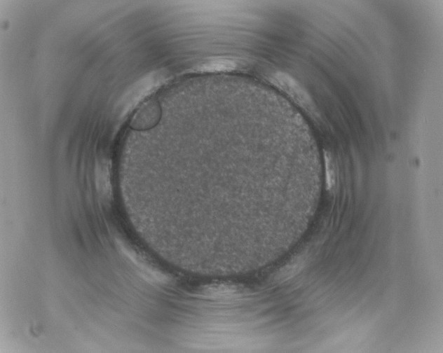 X0000070350300200607072045