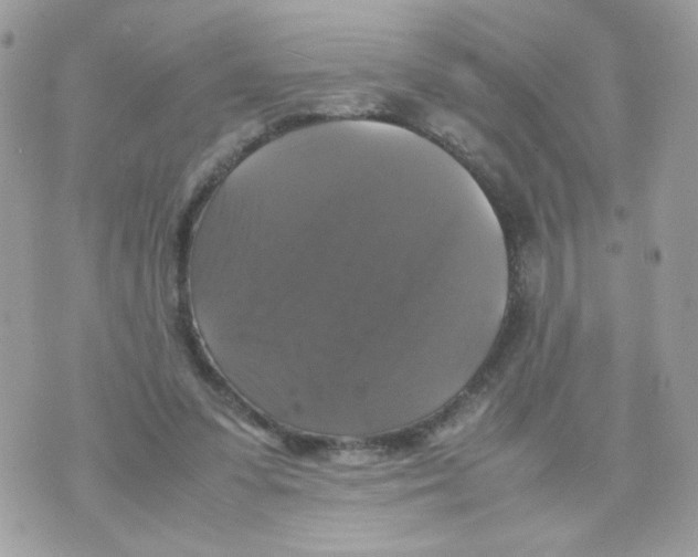 X0000070350303200607072045