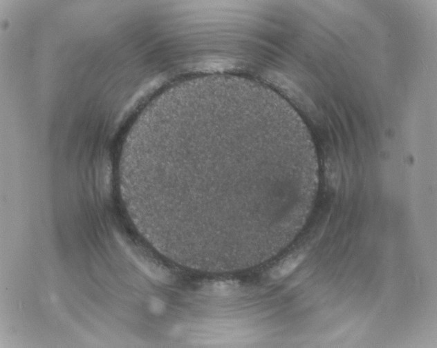 X0000070350304200607072045