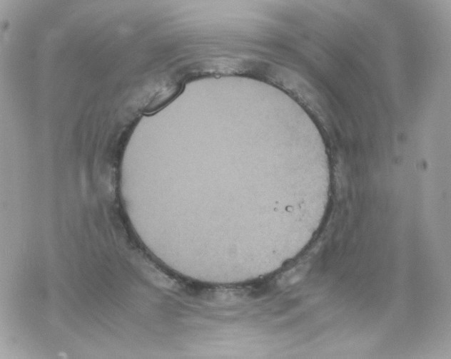 X0000070350305200607072045