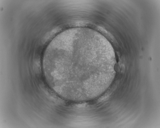 X0000070350306200607072045