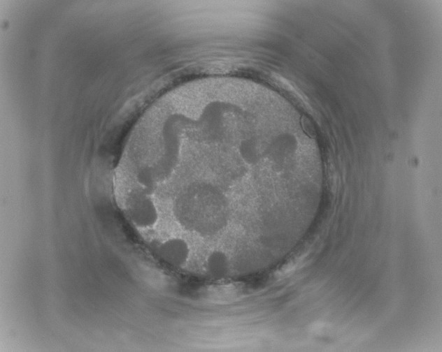 X0000070350307200607072045