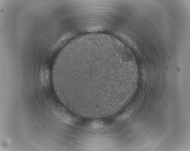 X0000070350308200607072045