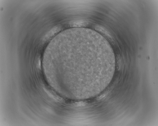 X0000070350310200607072045