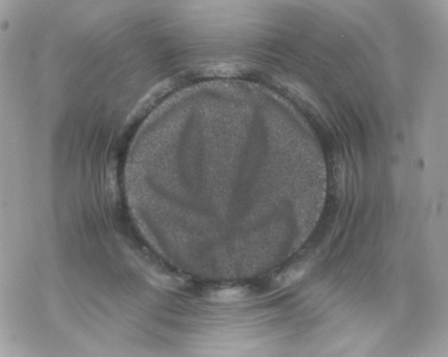 X0000070350312200607072045