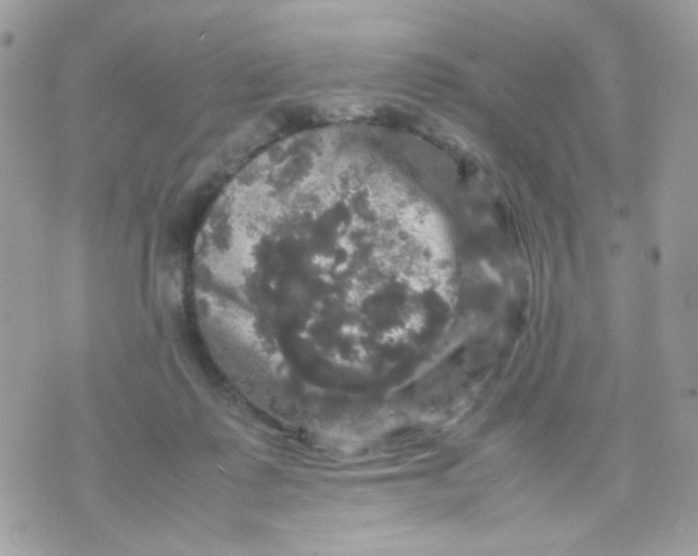 X0000070350315200607072045