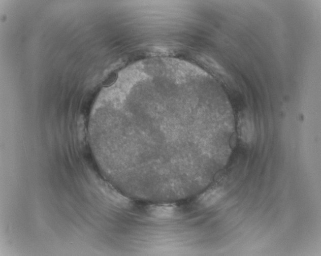 X0000070350318200607072045