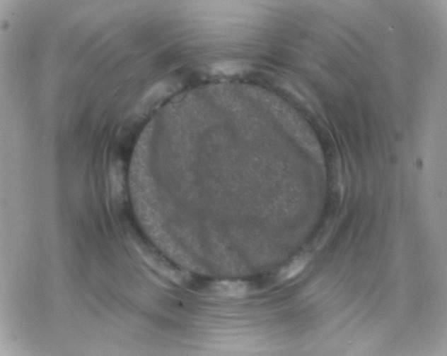 X0000070350328200607072044