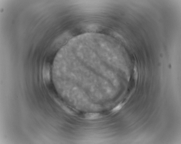 X0000070350334200607072044