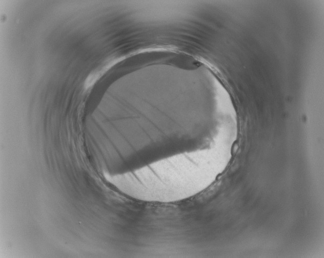 X0000070350337200607072043