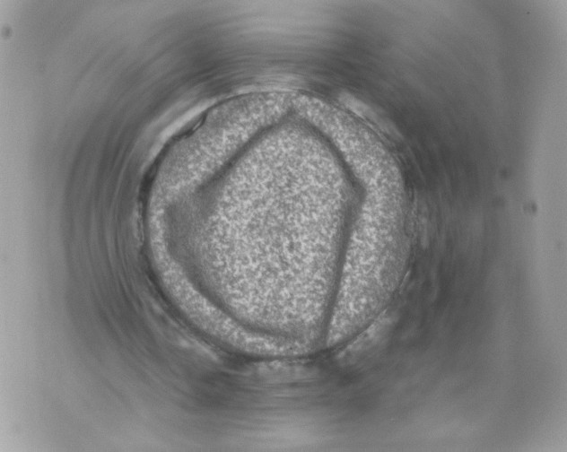 X0000070350338200607072043