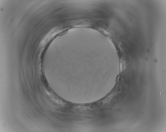 X0000070350339200607072043