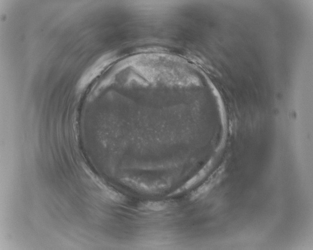 X0000070350341200607072044