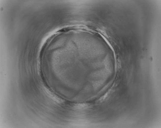 X0000070350342200607072044