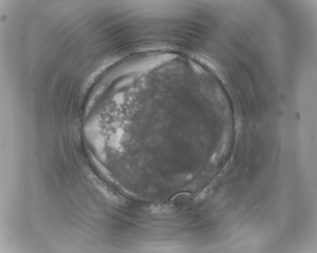 X0000070350345200607072044