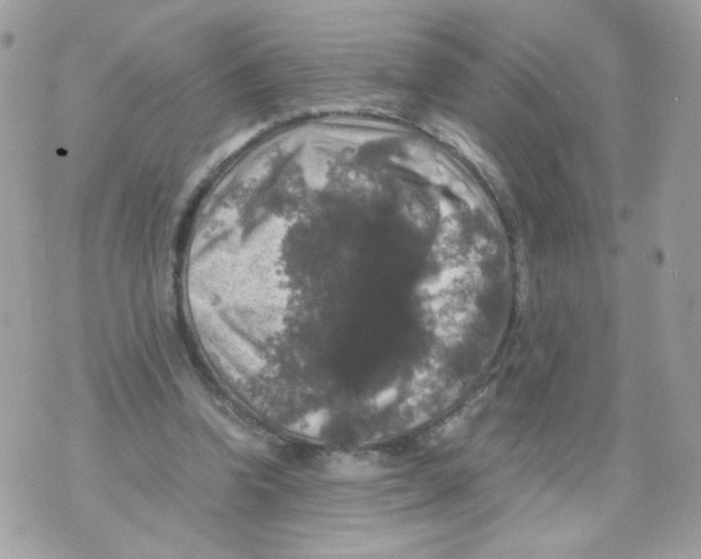 X0000070350346200607072044