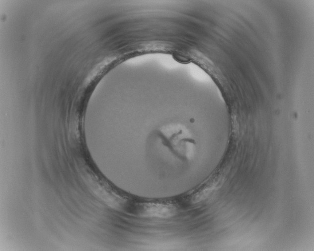 X0000070350347200607072044