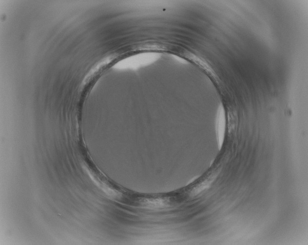 X0000070350349200607072044