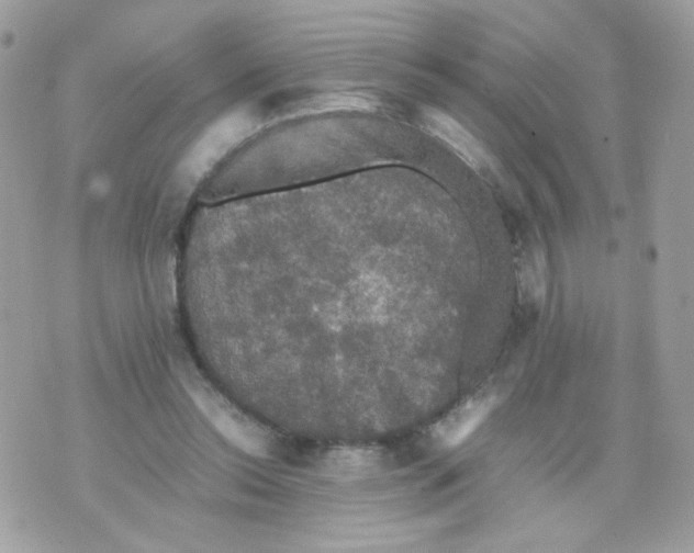 X0000070350350200607072044