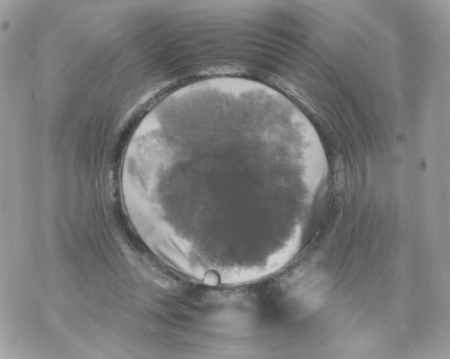 X0000070350351200607072044