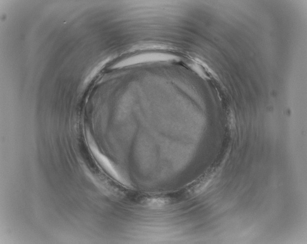 X0000070350352200607072044