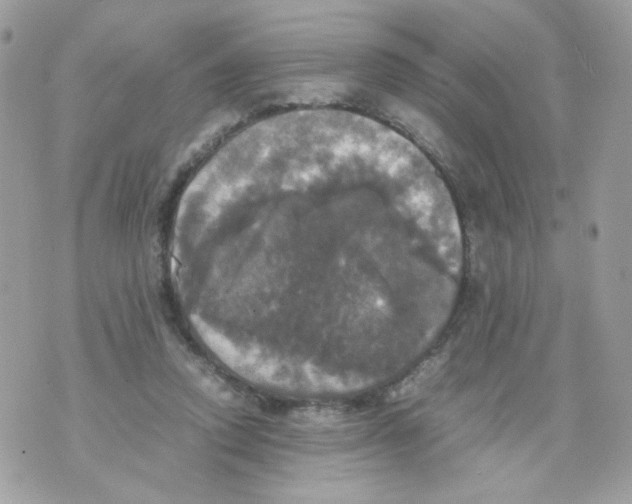 X0000070350354200607072044