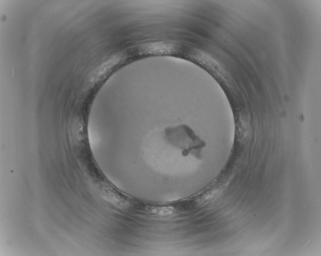 X0000070350355200607072044