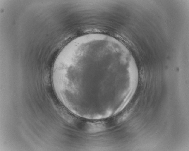 X0000070350359200607072044