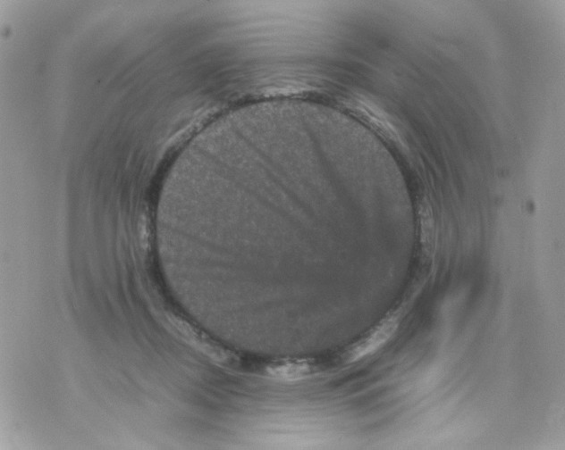 X0000070350362200607072044